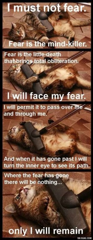 kitty-fear-is-the-mind-killer.jpg