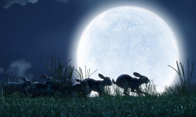 What to Expect from BBC’s WATERSHIP DOWN This Christmas