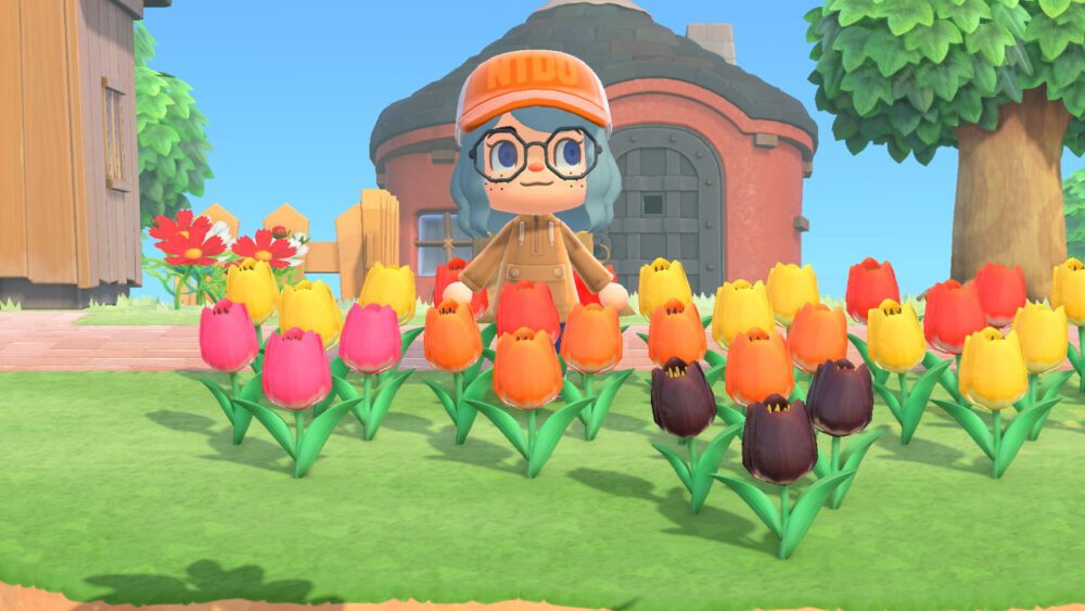 Me showing off my hybrid pink,orange and black tulips in ACNH.