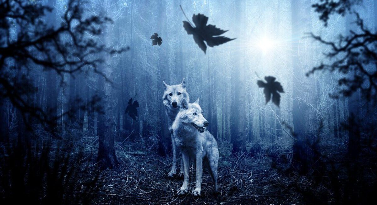 two white wolves in a forest