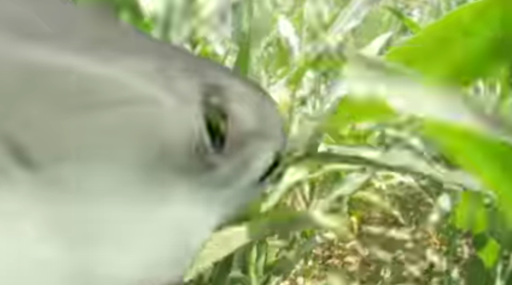 Horror With a Side of Cheese SHARKS OF THE CORN