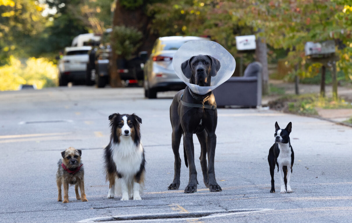 Reggie, Maggie, Hunter and Bug stand in the middle of a quiet suburban street and stare at the camera.