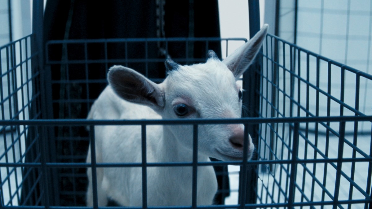 Close up of Emile the goat in a small pen.