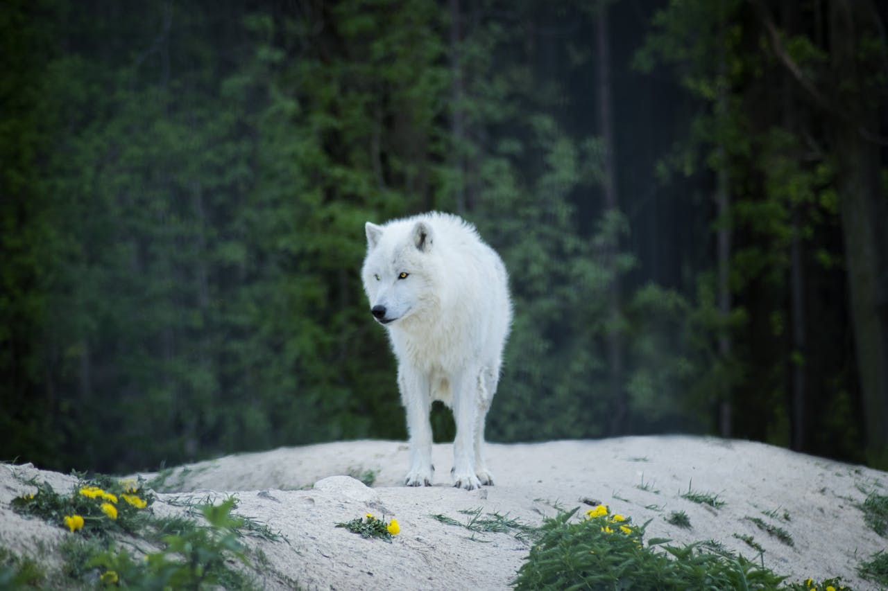 a white wolf stands on top of a rock